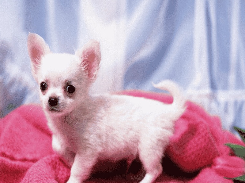 张女士成功案例